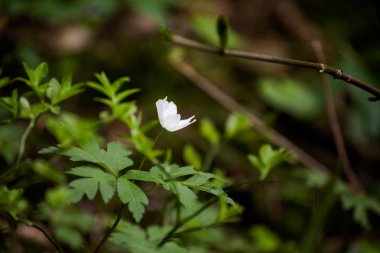 Güzel sisli Gorce dağları manzara