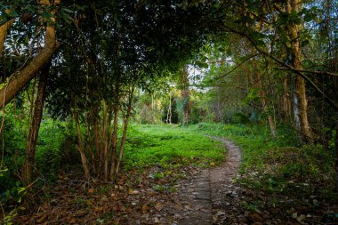 Vietnam 'ın Bai Thom bölgesindeki tropikal Phu Quoc adasında orman manzarası. Hon Mot 'un Güzeli - gizli mücevher.