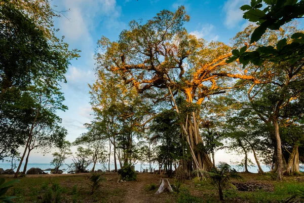 Trädhus Phu Quoc Mot Öns Djungel Bai Thom Området Vietnam — Stockfoto