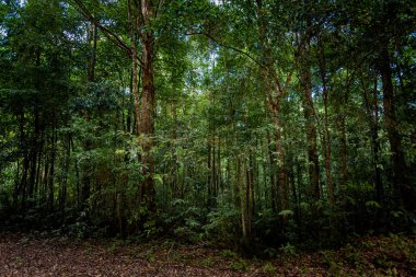 Vietnam 'daki tropikal Phu Quoc adasında yaz manzarası. Ormandan Denizyıldızı Sahili 'ne güzel bir motosiklet yolu, Ganh Dau Burnu' ndaki Rach Ven..