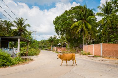 Phu Quoc, Vietnam - 29 Ocak 2020 Vietnam 'daki tropikal Phu Quoc adasında deniz manzarası. Mavi gökyüzü ile Bai Dai sahili manzarası çekildi.