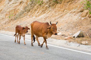 Vietnam 'da inekler Mui Ne' den Phan Rang 'a motosiklet gezisi yapıyor. Mui Ne 'nin kuzeyinde güneşli bir günde mavi gökyüzü manzarası.
