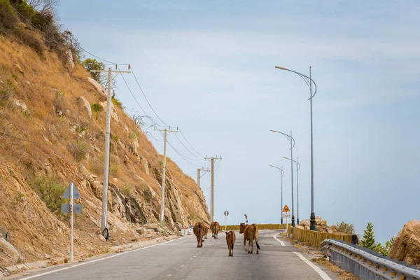 Vacas Vietnam Viaje Moto Costera Mui Phan Rang Paisaje Con — Foto de Stock