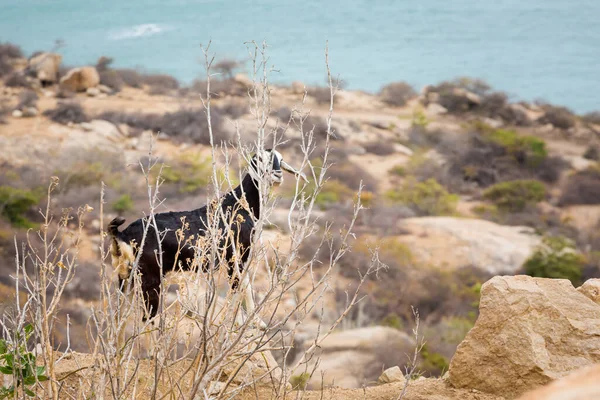 Goat Vietnam Viaggio Moto Costiera Mui Phan Rang Paesaggio Con — Foto Stock