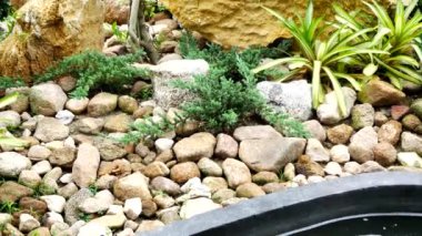 Balık havuzunda bir ağaç