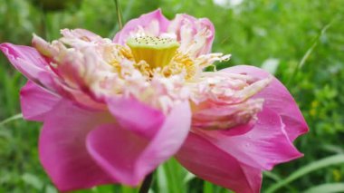 Suda pembe nilüfer çiçeği