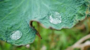 Suda pembe nilüfer çiçeği