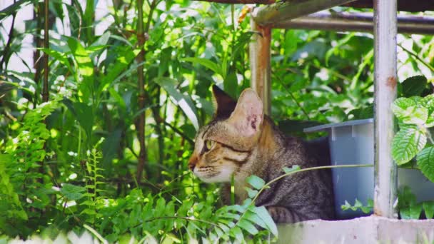 Kočka Sedící Kolem — Stock video