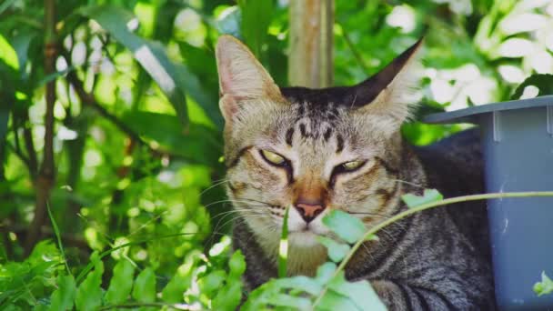 Katt Som Sitter Här — Stockvideo