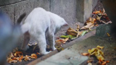Oturan bir kedi.
