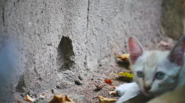Oturan bir kedi.