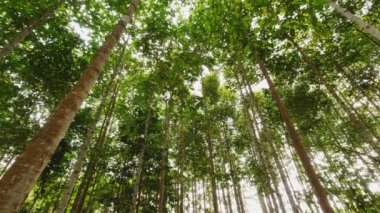 Uzun yeşil ağaçlı orman