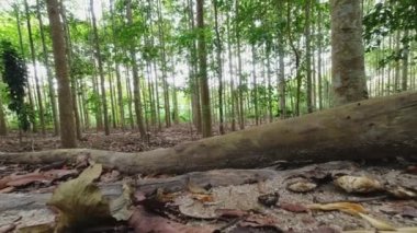 Uzun yeşil ağaçlı orman