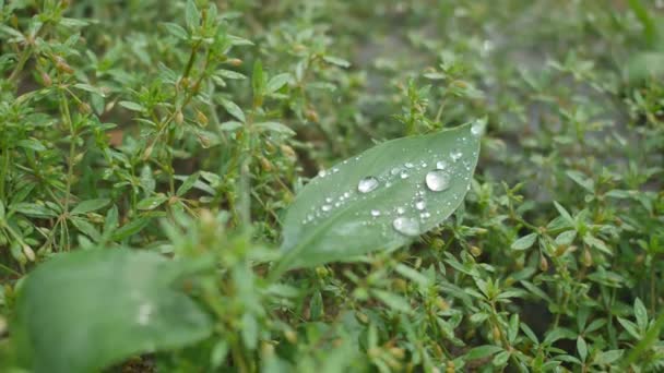 Blätter Grüner Natur — Stockvideo