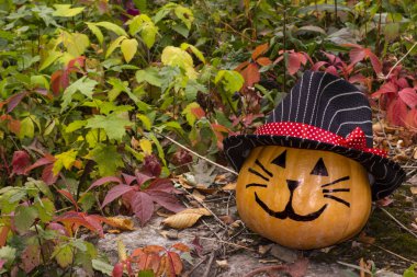 Çim üzerinde şapkalı komik Halloween kabak kedi