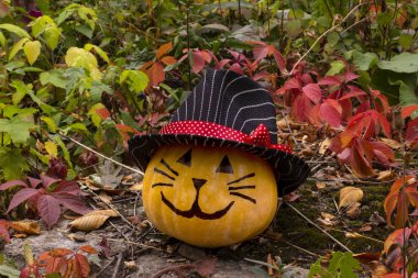 Çim üzerinde şapkalı komik Halloween kabak kedi