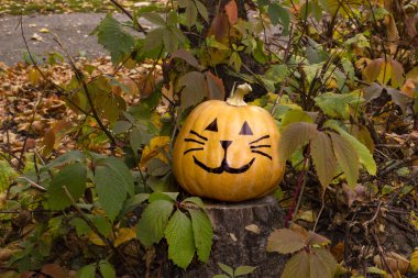 Bahçedeki çimlerin üzerine komik Halloween kabak kedi