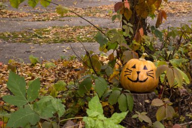 Bahçedeki çimlerin üzerine komik Halloween kabak kedi