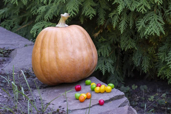 Szép Érett Halloween Tök Színes Cukorkák — Stock Fotó