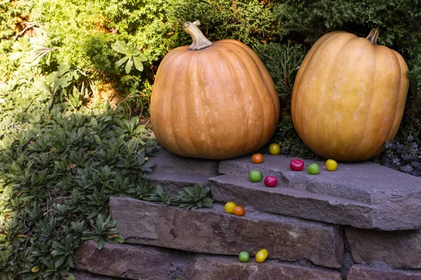 Zwei Reife Halloween Kürbisse Und Bunte Bonbons — Stockfoto