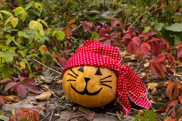 Halloween pumpkin pirate cat on the grass in the garden