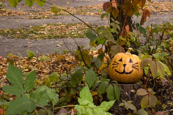 Bahçedeki çimlerin üzerine komik Halloween kabak kedi