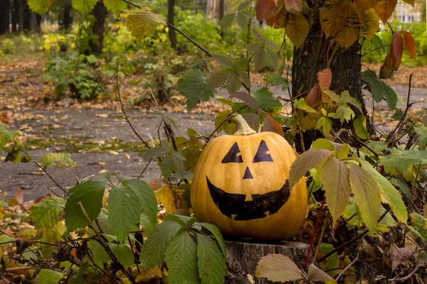 Komik Cadılar Bayramı Balkabağı sonbahar çimenlerin üzerinde 