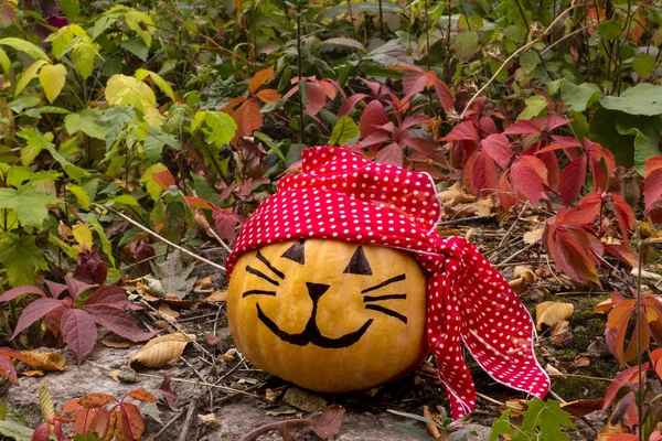 Halloween Pumpkin Pirate Cat Grass Garden Stock Picture