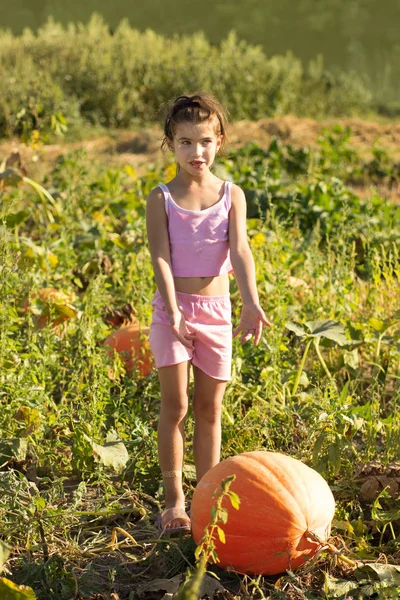 Fille Choisir Une Citrouille Sur Halloween Sur Terrain — Photo