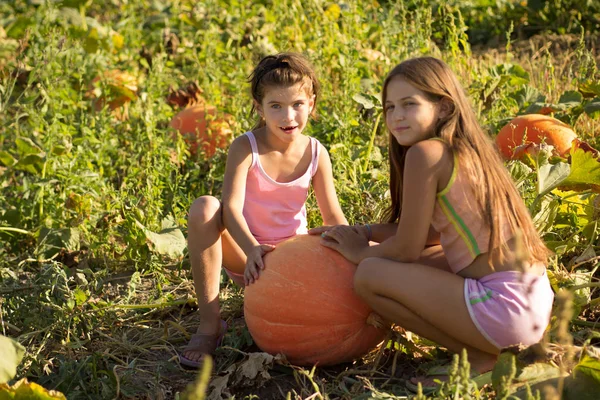 Deux Filles Choisissent Une Citrouille Halloween Sur Terrain — Photo