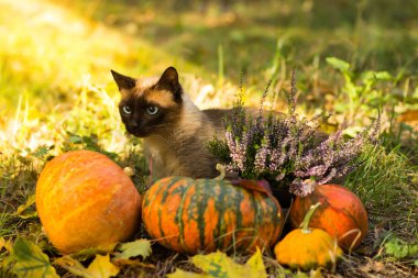 Halloween pumpkins çim ile oturma sevimli kedi