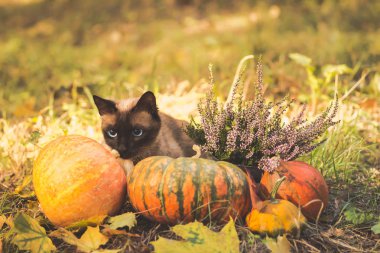 Halloween pumpkins çim ile oturma sevimli kedi