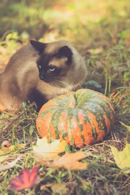 Halloween pumpkins çim ile oturma sevimli kedi