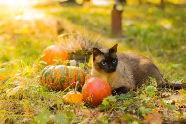 Halloween pumpkins çim ile oturma sevimli kedi