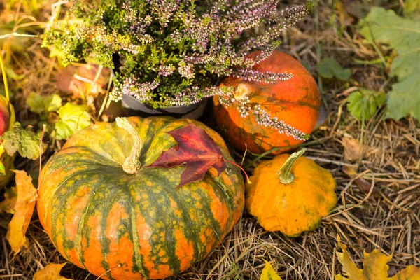 Pequeñas Calabazas Halloween Otoñales Hierba —  Fotos de Stock