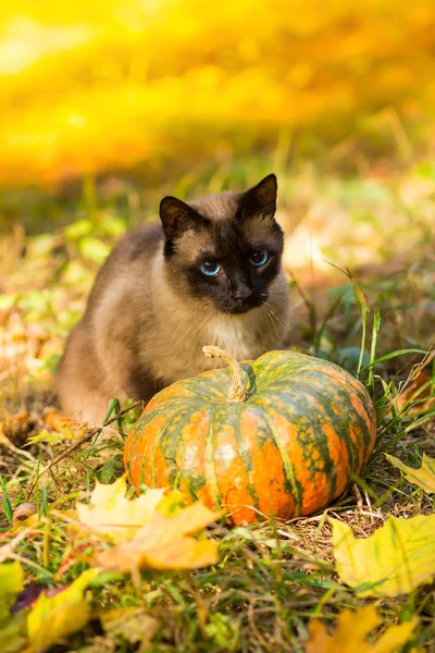 Söt Katt Sitter Med Halloweenpumpor Gräset — Stockfoto