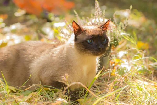 Söt Katt Sitter Med Halloweenpumpor Gräset — Stockfoto