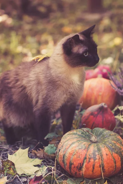 Симпатична Кішка Сидить Гарбузами Хеллоуїн Траві — стокове фото