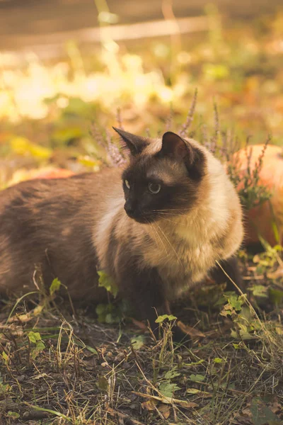 Söt Katt Sitter Med Halloweenpumpor Gräset — Stockfoto