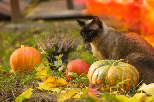Halloween Pumpkins Çim Ile Oturma Sevimli Kedi — Stok fotoğraf