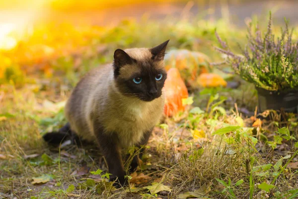 Leuke Kat Zit Met Halloween Pompoenen Het Gras — Stockfoto