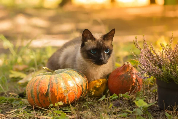 Söt Katt Sitter Med Halloweenpumpor Gräset — Stockfoto