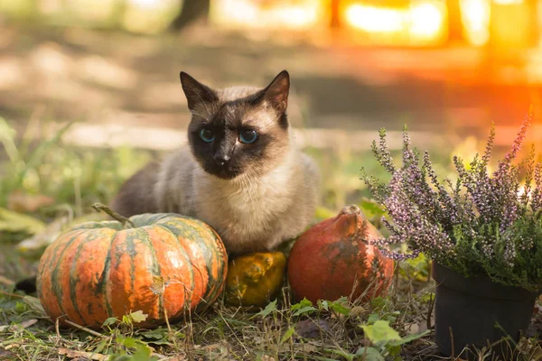 Söt Katt Sitter Med Halloweenpumpor Gräset — Stockfoto