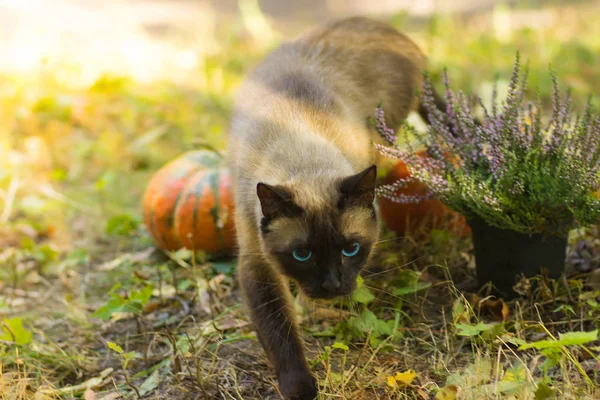 Söt Katt Sitter Med Halloweenpumpor Gräset — Stockfoto