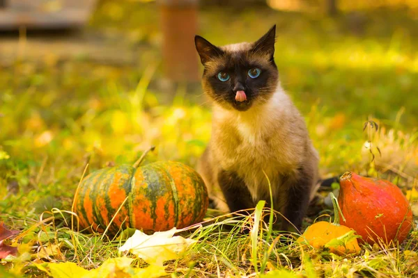 Roztomilý Kočka Sedí Halloween Dýně Trávě Stock Obrázky