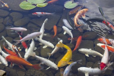 Koi Pond sazan balık arasında Nilüfer parkta yavaş yavaş suda yüzüyor