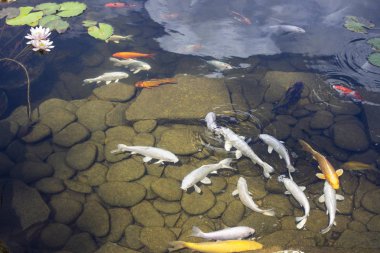 Koi Pond sazan balık arasında Nilüfer parkta yavaş yavaş suda yüzüyor