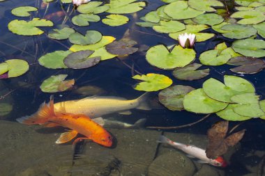 Koi Pond sazan balık arasında Nilüfer parkta yavaş yavaş suda yüzüyor