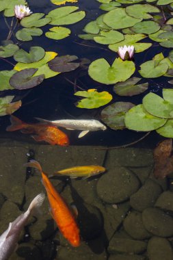 Koi Pond sazan balık arasında Nilüfer parkta yavaş yavaş suda yüzüyor