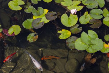 Koi Pond sazan balık arasında Nilüfer parkta yavaş yavaş suda yüzüyor